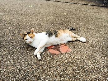 《双点医院》上架蒸汽平台！现已可加入愿望单